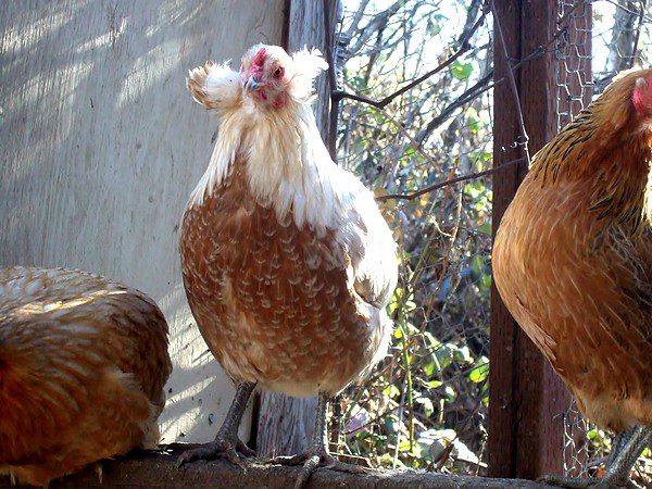 Araucana Chickens | Awesome Araucana Chicken Hatchery