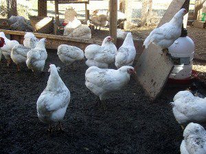 araucana-chickens-gallery-27