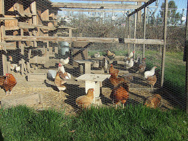 Contact Us | Awesome Araucana Chicken Hatchery