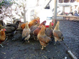 awesome-araucana-chickens-1