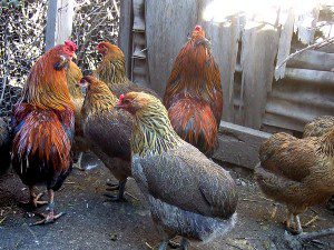 awesome-araucana-chickens-3