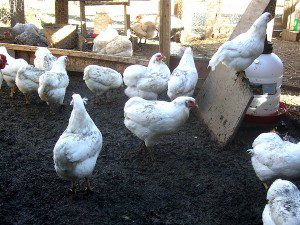 awesome-araucana-chickens-4