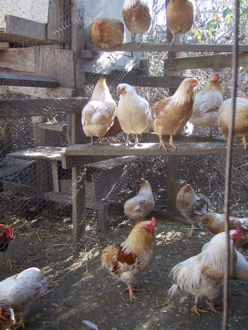 3 Dozen Araucana Chicken Hatching Eggs 